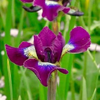 Ирис Iris sibirica ‘Grosser Wein’ 